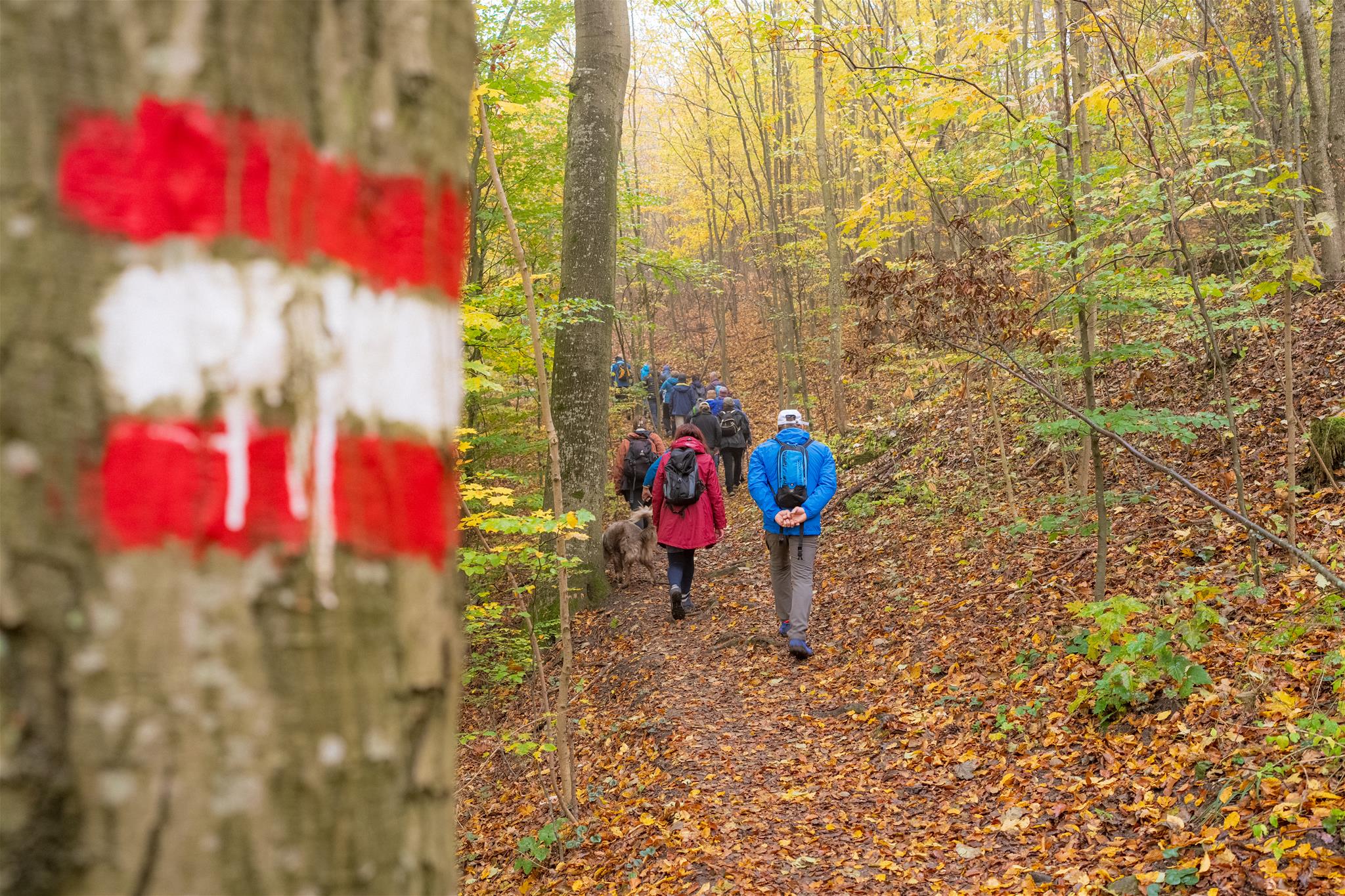 Gruppe auf Wanderung im herbstlichen Wald