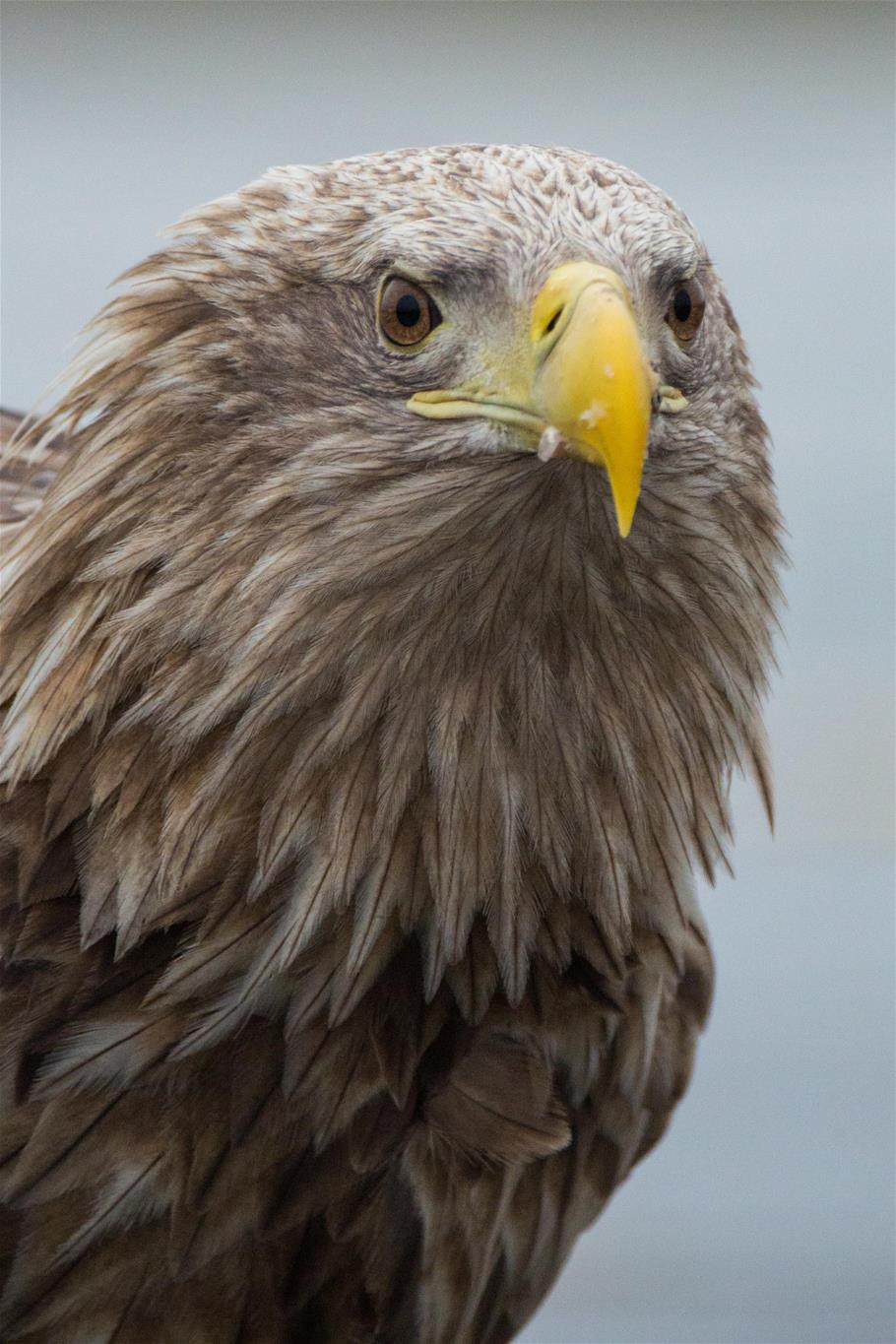 Seeadler Nahaufnahme