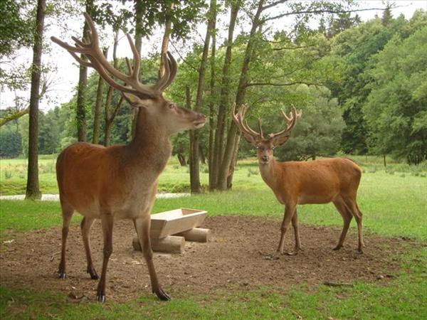 Rotwild im Naturpark Geras
