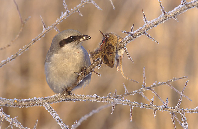 Raubwürger bertreiben Vorratshaltung.  Quelle: Wikimedia Commons, Urheber: Marek Szczepanek