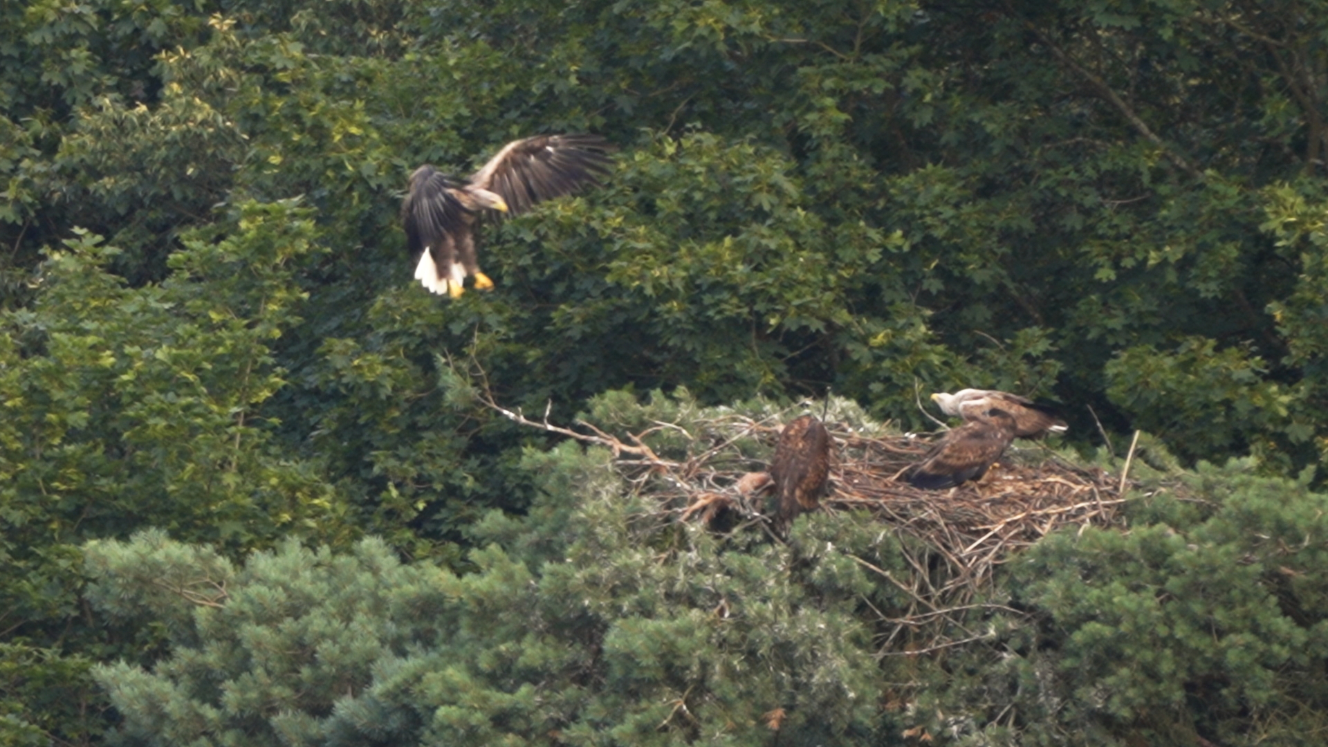 Seeadlerhorst im Nationalpark Thayatal mit Eltern- und Jungtieren
