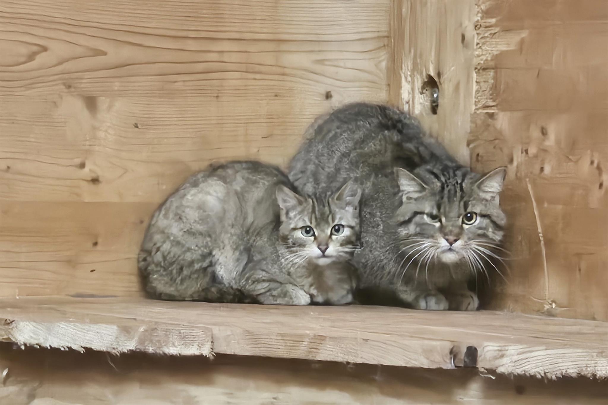 Man sieht zwei Wildkatzen in einer Box, eine größere und eine kleinere