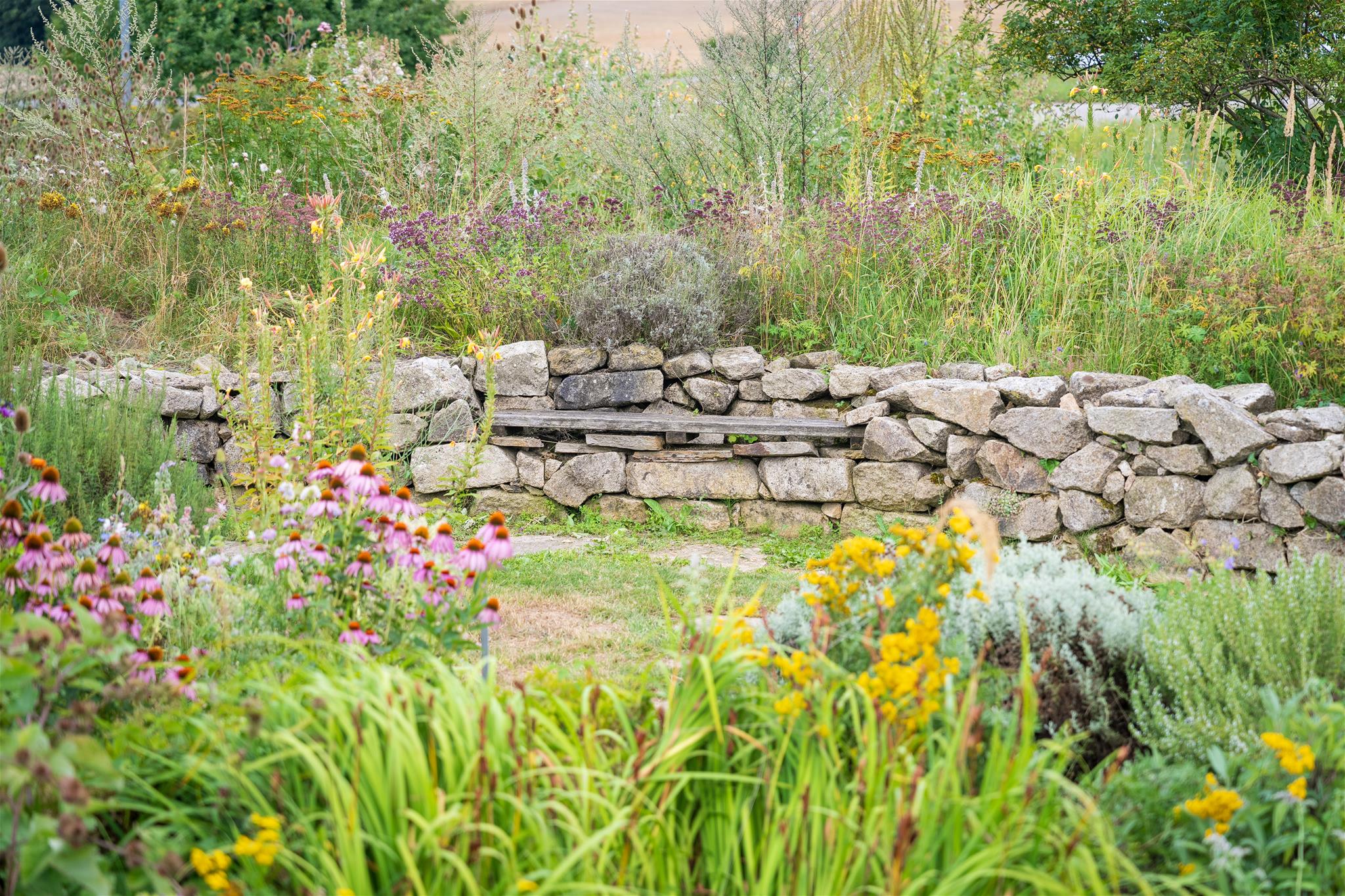 Foto vom Kräutergarten, blühende Pflanzen im Vordergrund, eine niedrige Steinmauer mit Sitzgelegenheit aus Holz im Mittelpunkt