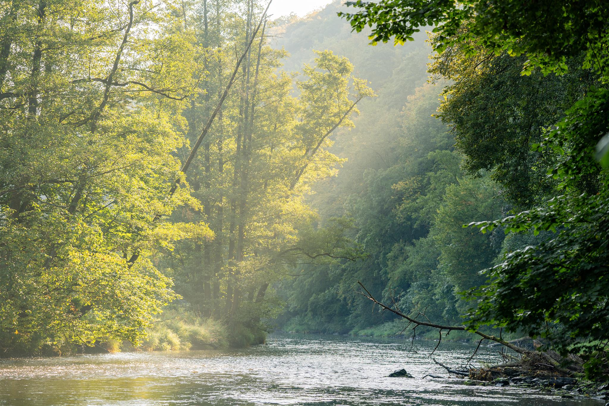 Der Fluss Thaya fließt in der Mitte des Bildes, rechts und links der Wald, Nebel liegt über dem Fluss und wird vom Morgenlicht golden angeschienen.