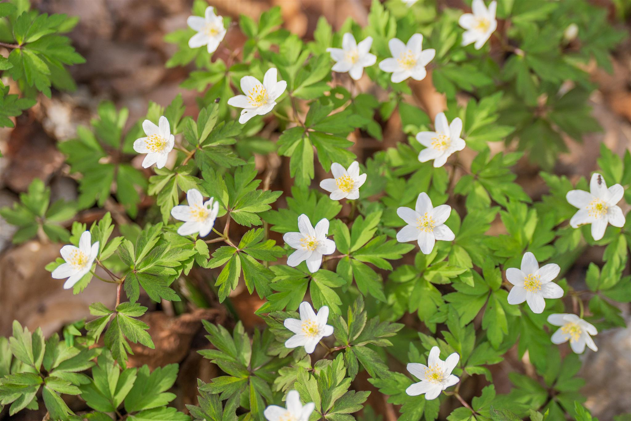 Buschwindröschen in der Sonne