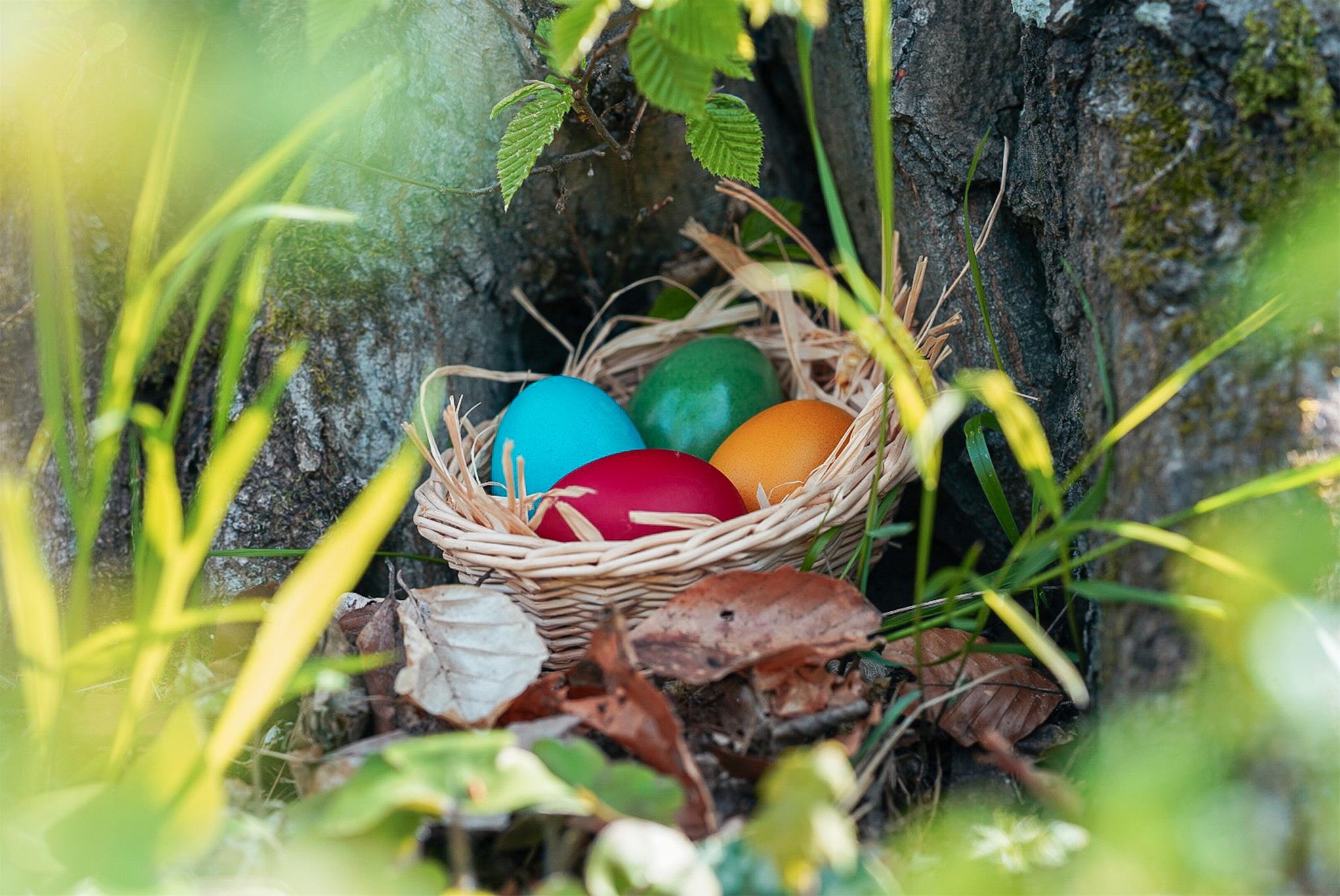 Osterkörbchen im Wald