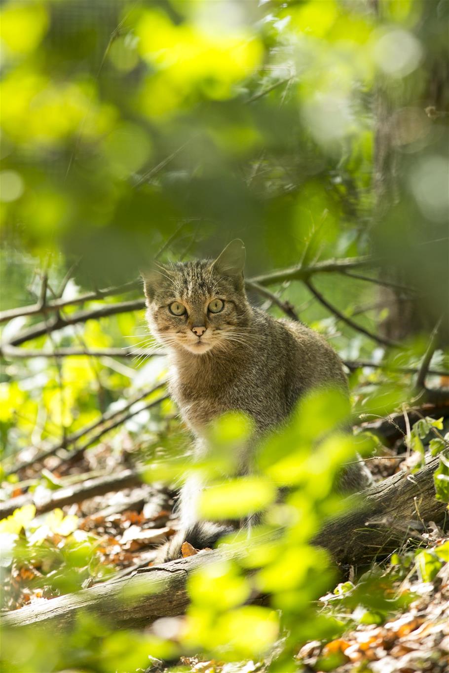 Wildkatze sitzt im Gebüsch