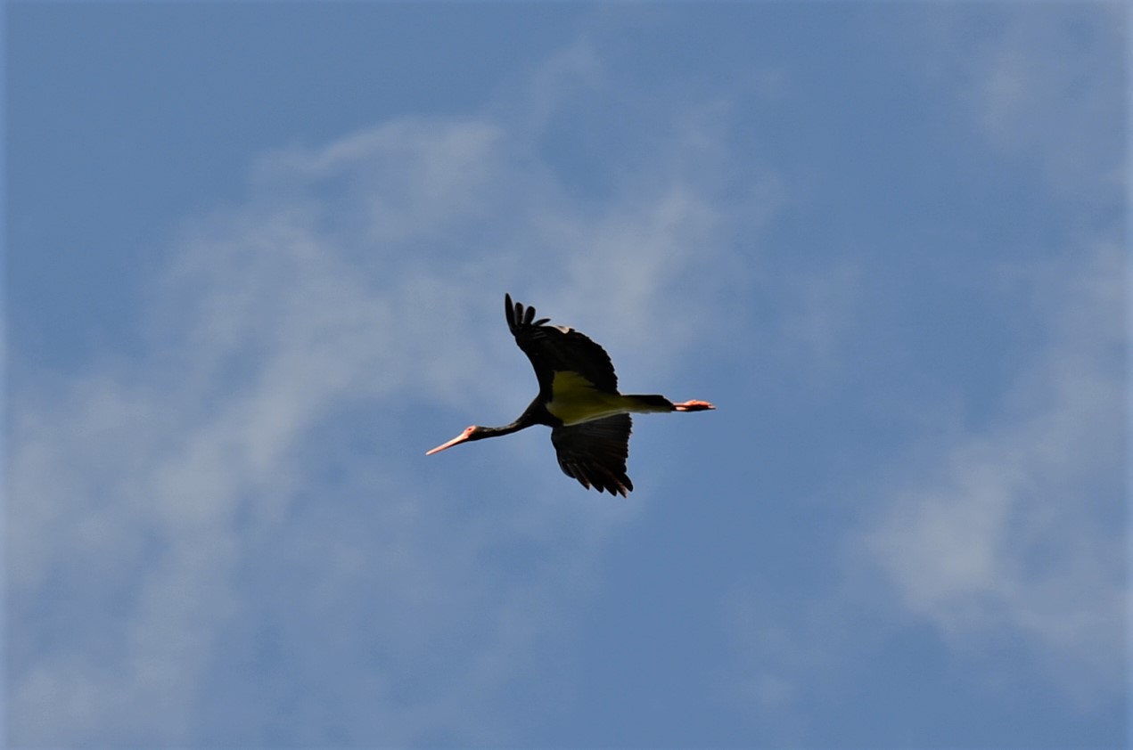 Schwarzstorch fliegend in der Luft