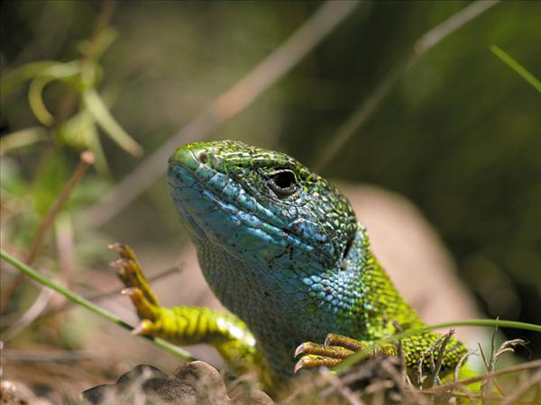 Nahaufnahme von Smaragdeidechse