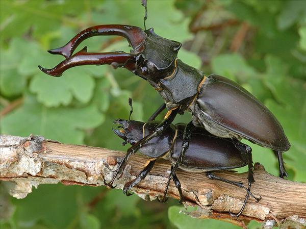 Zwei Hirschkäfer auf einem Ast