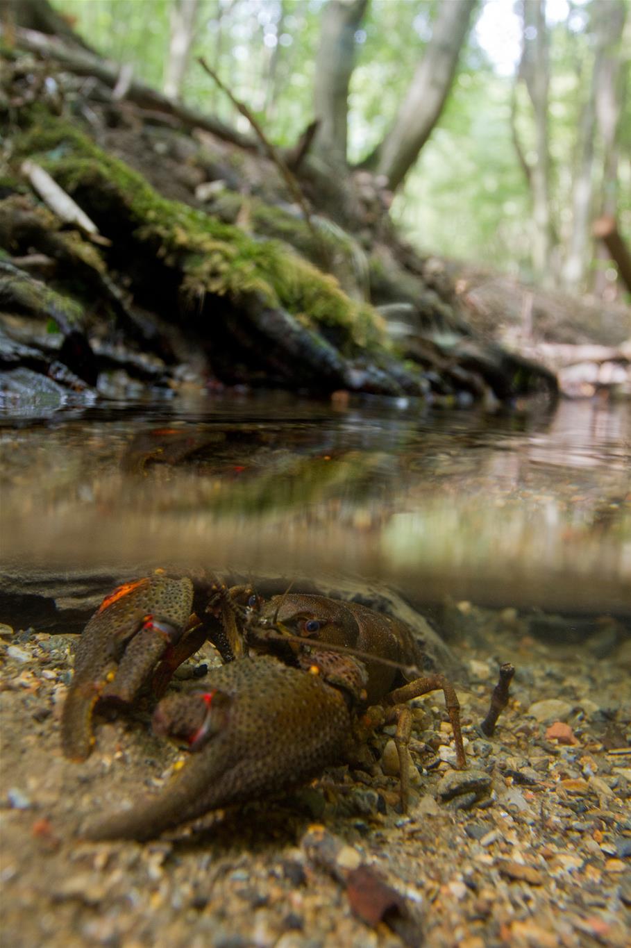 Edelkrebs in der Thaya