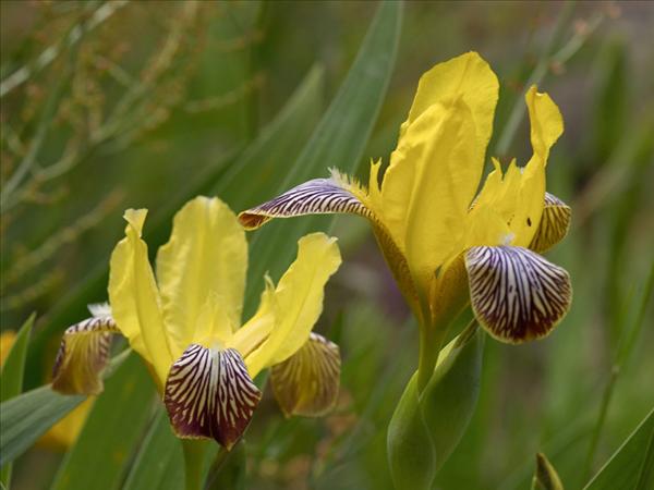 Zwei bunte Schwertlilien