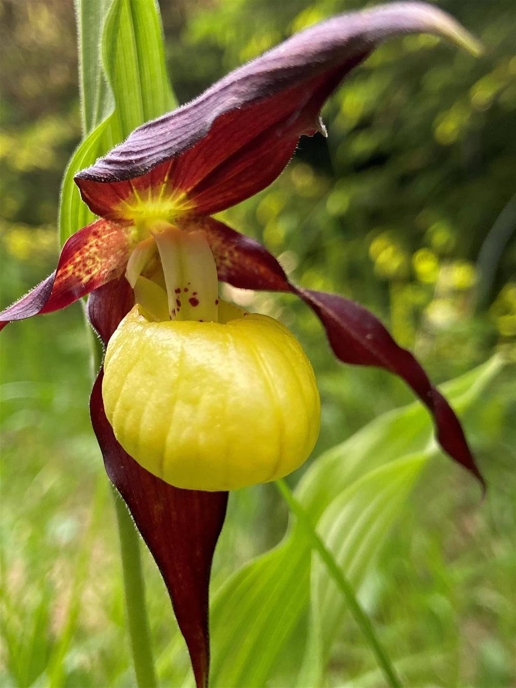 Gelber Frauenschuh in der Sonne