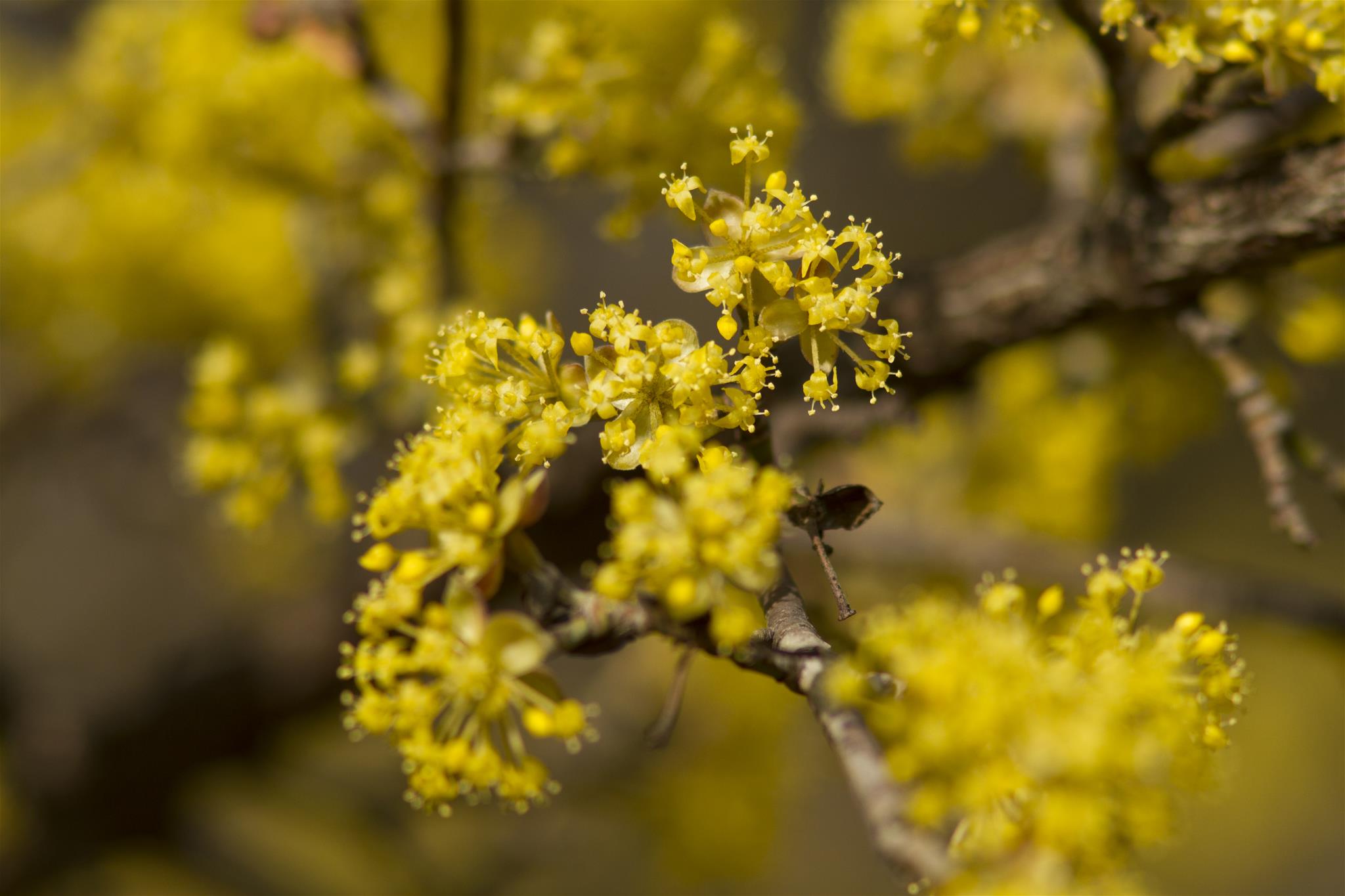 Blühender Dirndlstrauch